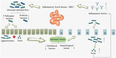 Houttuynia cordata thunb. alleviates inflammatory bowel disease by modulating intestinal microenvironment: a research review